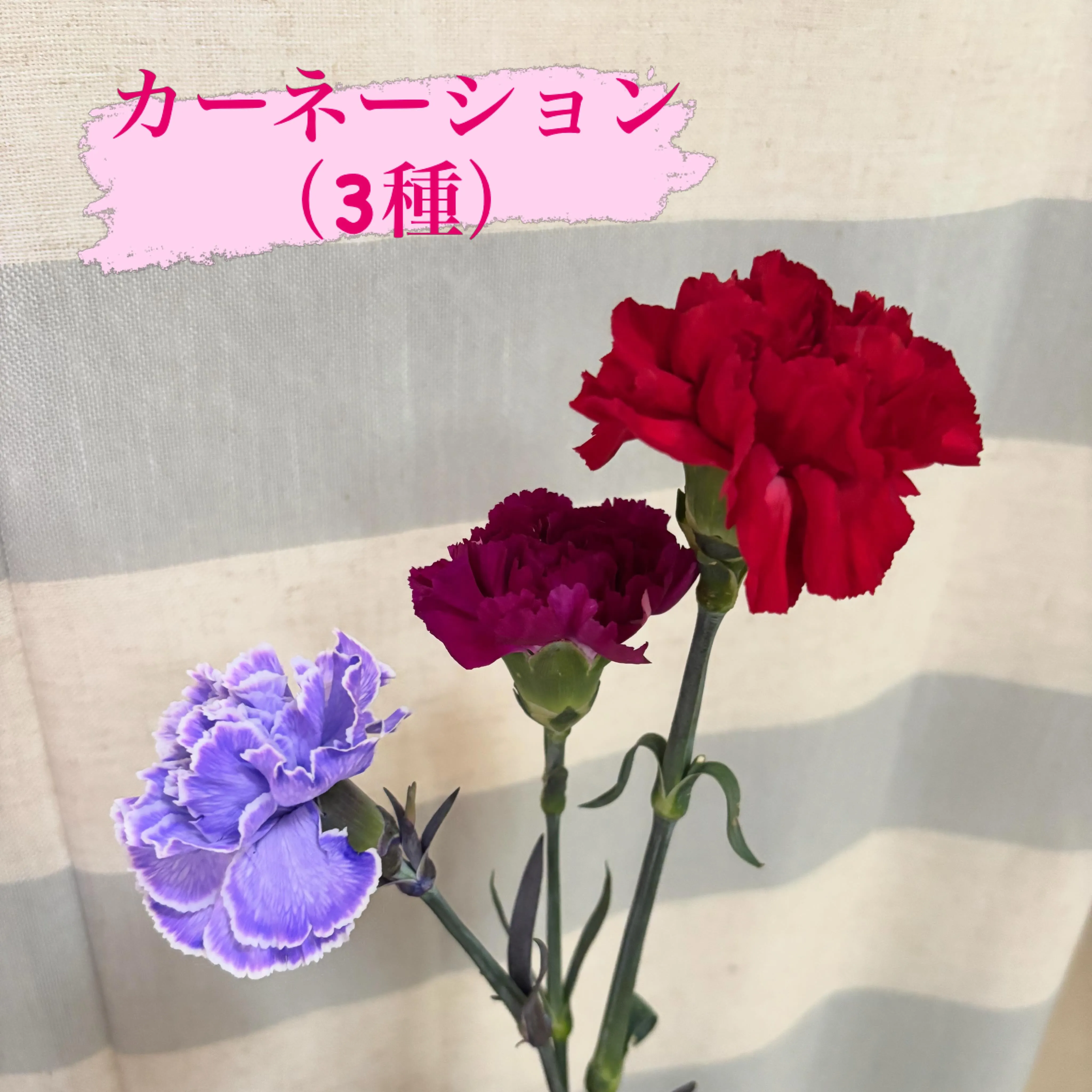 🌸今週の出迎え花🌸